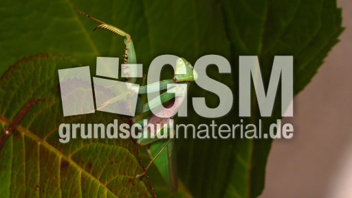 Gottesanbeterin (03).jpg